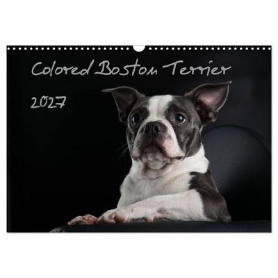 Colored Boston Terrier 2027 (Wandkalender 2027 DIN A3 quer), CALVENDO Monatskalender