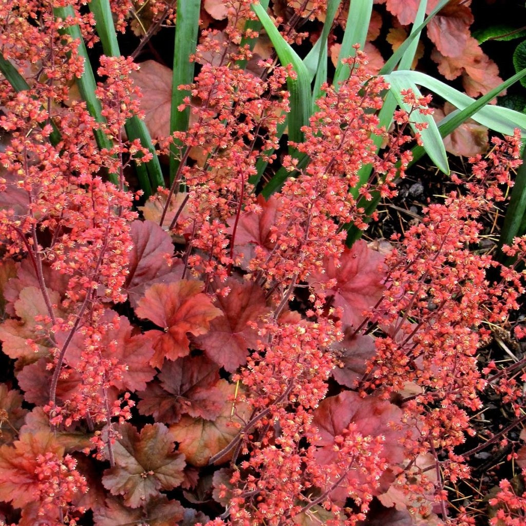 6 x Heuchera hybrida Cherry Cola Arborix - Heuchera hybride - Pot van 9x9 cm