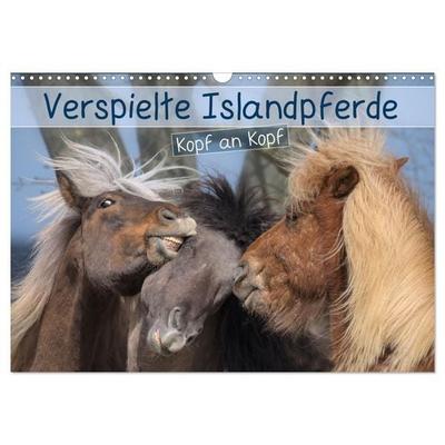 Verspielte Islandpferde Kopf an Kopf (Wandkalender 2027 DIN A3 quer), CALVENDO Monatskalender