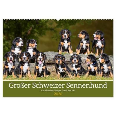 Großer Schweizer Sennenhund - Mit Schweizer Welpen durch das Jahr (Wandkalender 2026 DIN A2 quer), CALVENDO Monatskalender