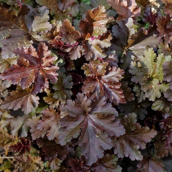 6 x Heuchera Chocolate Ruffles Zilverkruid - Pot 9x9 cm