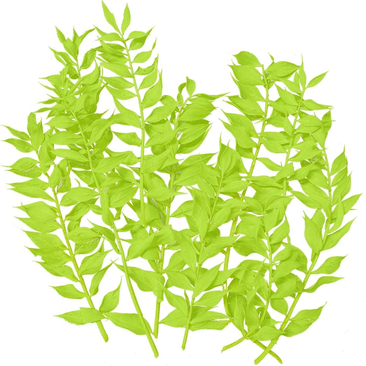 Groene gedroogde ruscus voor ambachten, sieraden en bloemdecoraties