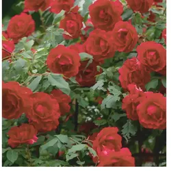 Kletterrose – rot