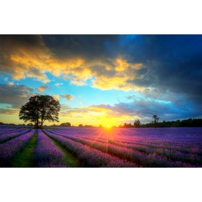 Fototapete PAPERMOON "Lavender Fields", bunt, B:5m L:2,8m, Vlies, Tapeten