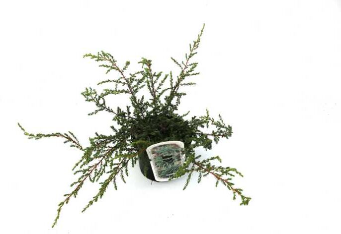 Pflanzen B&L; Grüner Zwergwacholder 'Repanda' 2 L Container