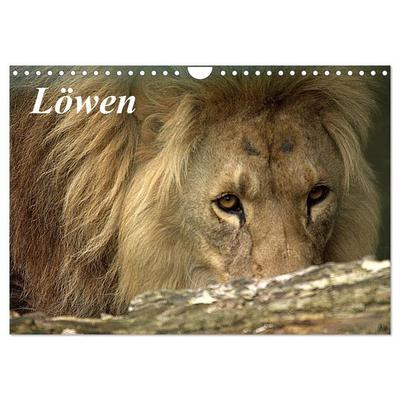 Löwen (Wandkalender 2026 DIN A4 quer), CALVENDO Monatskalender