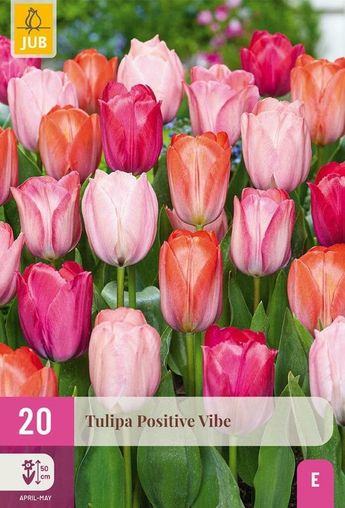 JUB Tulipa Positive Vibe bloembollen, 25 stuks