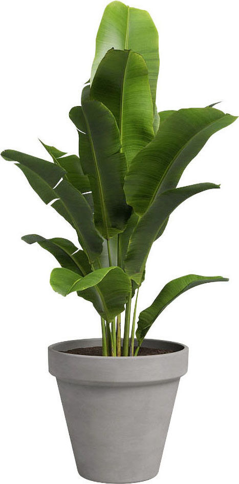 Artevasi Pflanztopf Amália Terrakotta grau Ø 15 x 14 cm