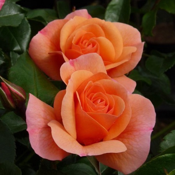 Kordes Klimroos Aprikola - Rosa 'Aprikola'