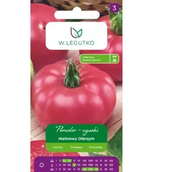 Hochwachsende Freilandtomate Malinowy Olbrzym – sehr große Früchte, mittlere Reifezeit