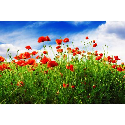 Fototapete PAPERMOON "Red Poppies", bunt, B:3,5m L:2,6m, Vlies, Tapeten