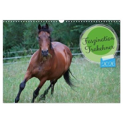 Faszination Trakehner (Wandkalender 2026 DIN A3 quer), CALVENDO Monatskalender