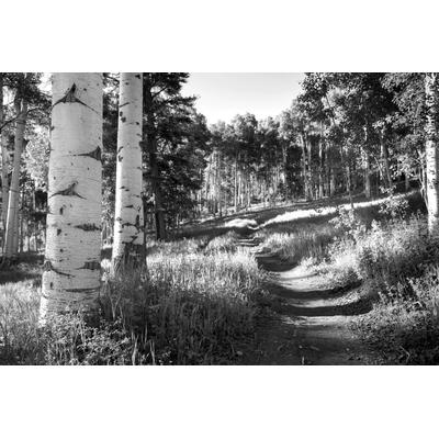 Fototapete PAPERMOON "Birkenwald Schwarz & Weiß", schwarz (schwarz, weiß), B:2m L:1,49m, Vlies, Tapeten