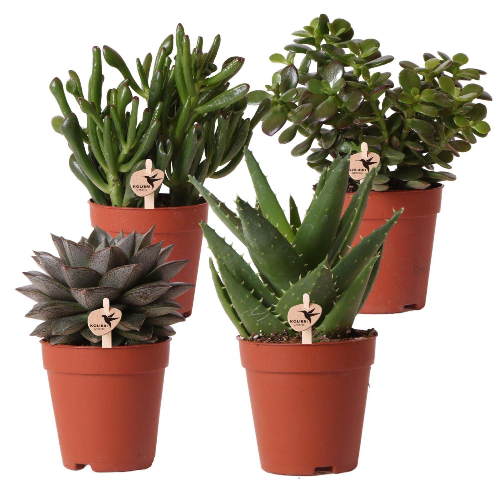 Kolibri Greens Set van 4 groene vetplanten met potmaat 9 cm