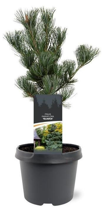 Junavera Pinus parviflora Glauca Japanse witte den, 35 cm hoog, in 19 cm pot, wintergroene conifeer