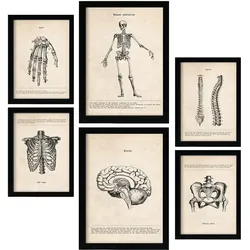 POSTER Set Mit 6 Skelett Medizinische Illustrationen Im Vintage Stil Von Anatomie A3 & A4 Rahmenlos