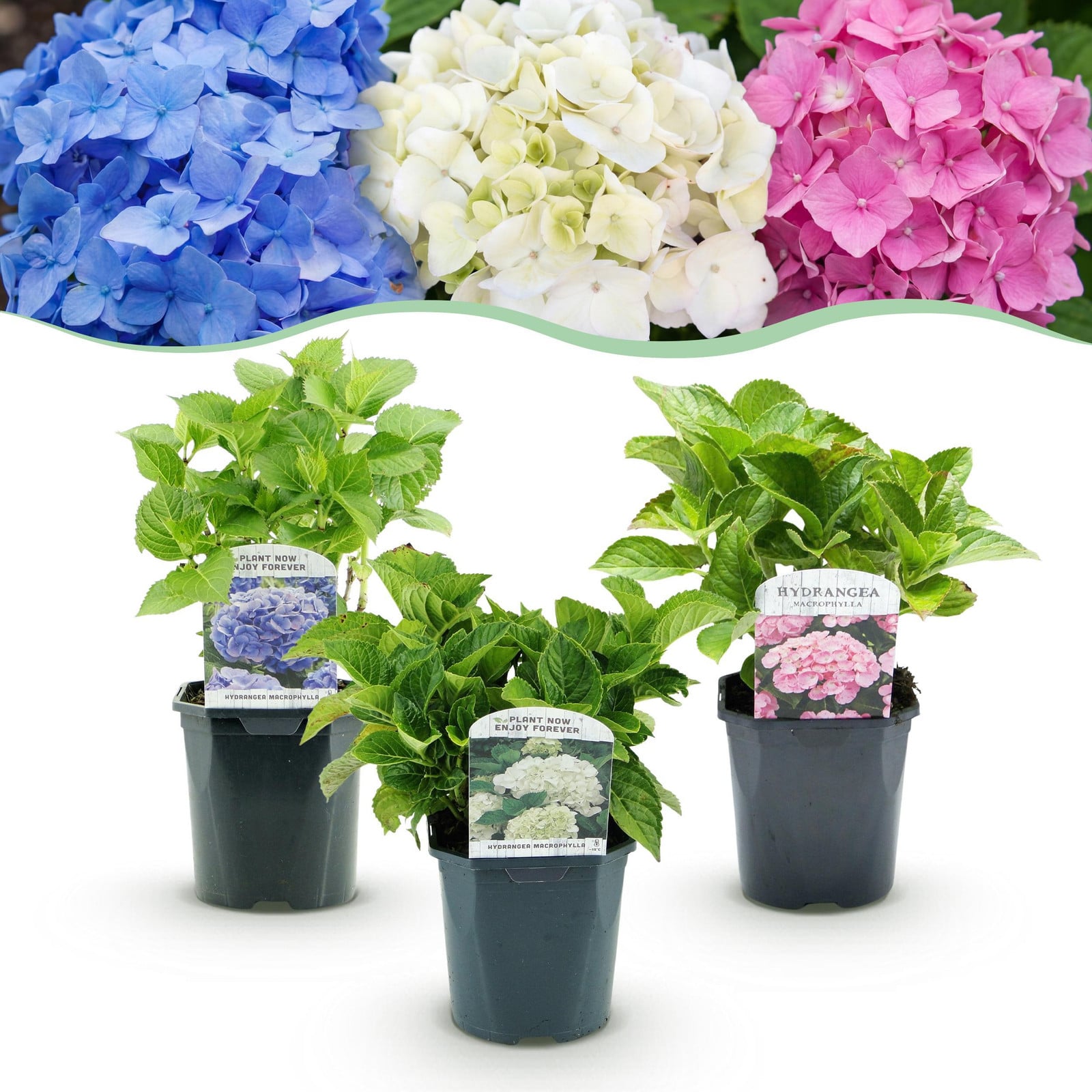 Pflanzenboutique Hortensia Hydrangea macrophylla Tricolour - Blauw, Roze en Wit - 3 Planten - Tuinplant