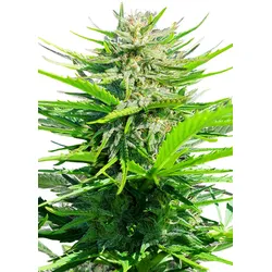 Royal Queen Seeds Royal Cheese - Fast 3 Samen - 3