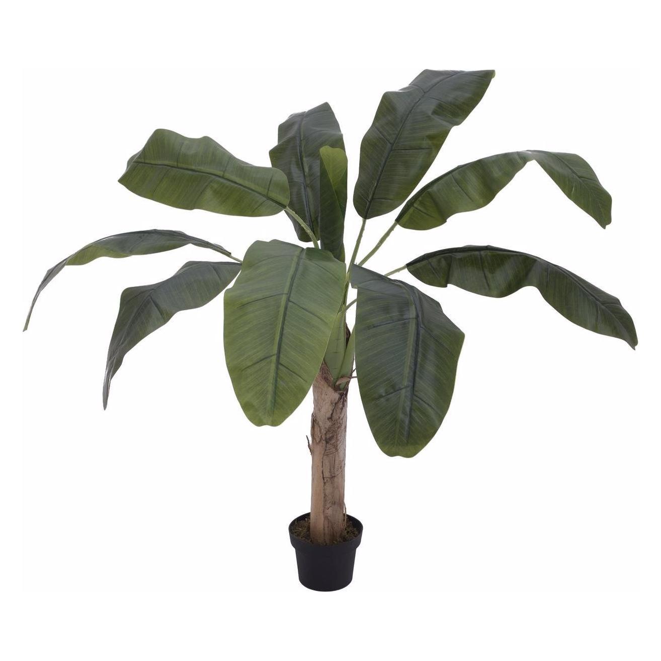 Europalms Bananenbaum (100 cm) (82509503)
