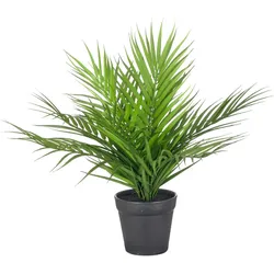 CREATIVE GREEN Areca Palme