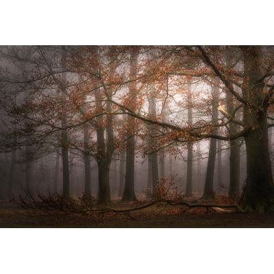 Fototapete PAPERMOON "Photo-Art SASKIA DINGEMANS, NEBELIGER GEDÄCHTNIS DER VERGANGENHEIT", bunt, B:4,5m L:2,8m, Vlies, Tapeten
