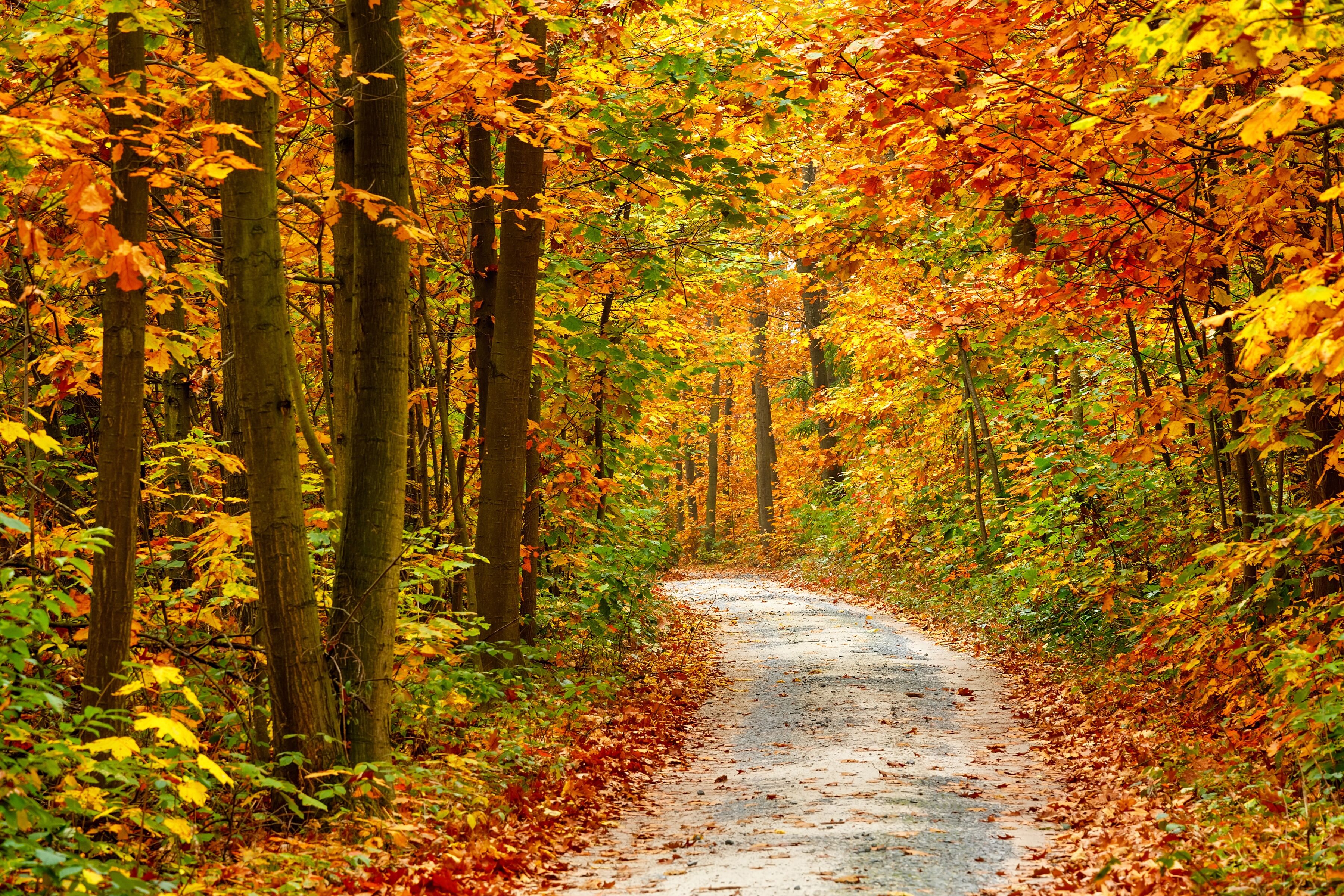Fototapete PAPERMOON "Pathway in Colorful Autumn Forest", bunt, B:2,5m L:1,86m, Vlies, Tapeten, Fototapete bunt B/L: 2,5m x 1,86m, Bahnen: 5 Stk.