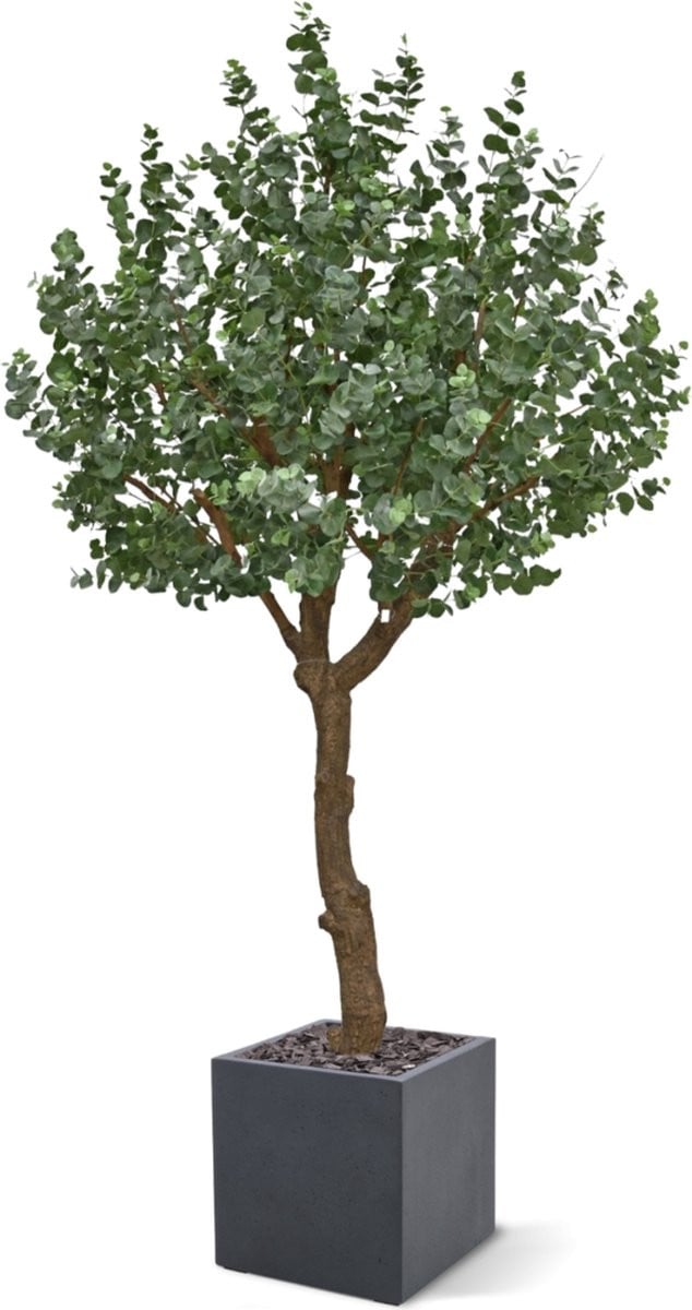 Eucalyptus Kunstboom XL 300cm