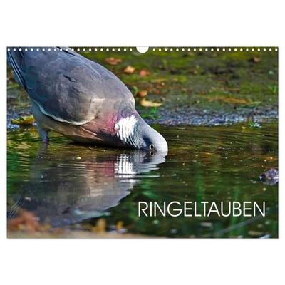 Ringeltauben (Wandkalender 2027 DIN A3 quer), CALVENDO Monatskalender