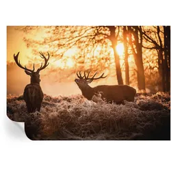 FOTOTAPETE 208x146 cm - Rehe am Morgen