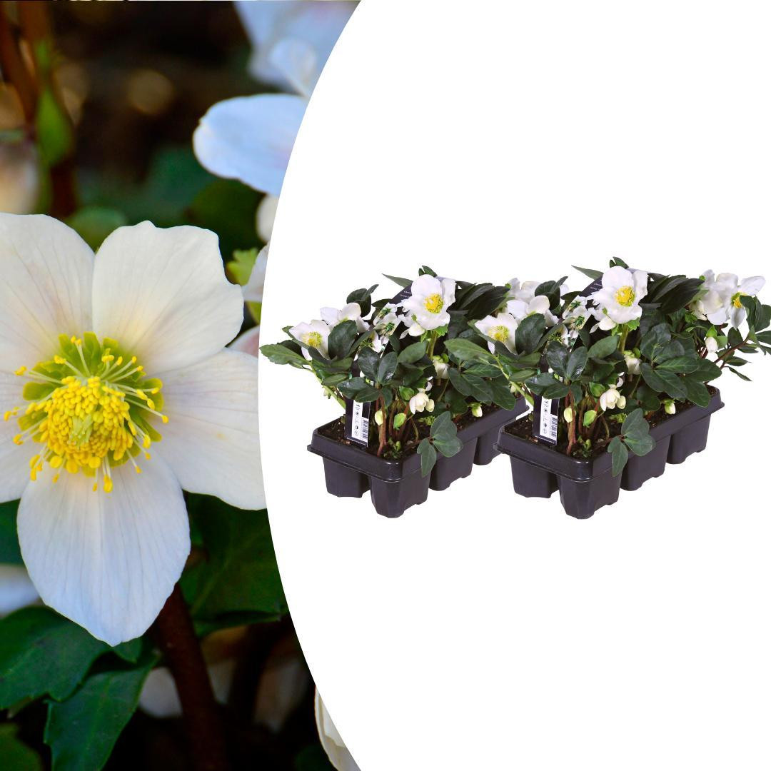 Exotenherz Helleborus niger Christmas Carol set van 12 planten