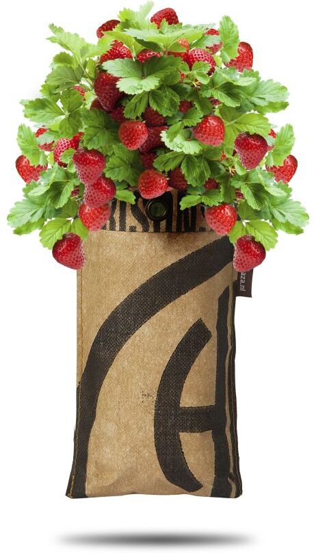 Baza Seeds hängender Garten saftige Erdbeere
