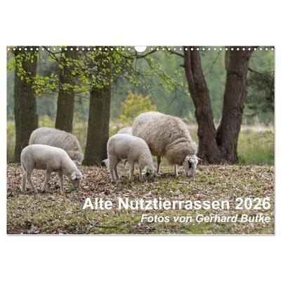 Alte Nutztierrassen 2026 (Wandkalender 2026 DIN A3 quer), CALVENDO Monatskalender