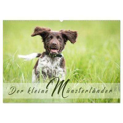 Der kleine Münsterländer (Wandkalender 2026 DIN A2 quer), CALVENDO Monatskalender