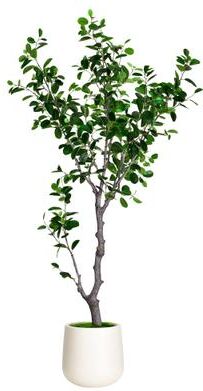 Edvivi 6 ft. Artificial East Ficus Tree in White Decor Pot - 31.5 in. W x 31.5 in. D x 72 in. H