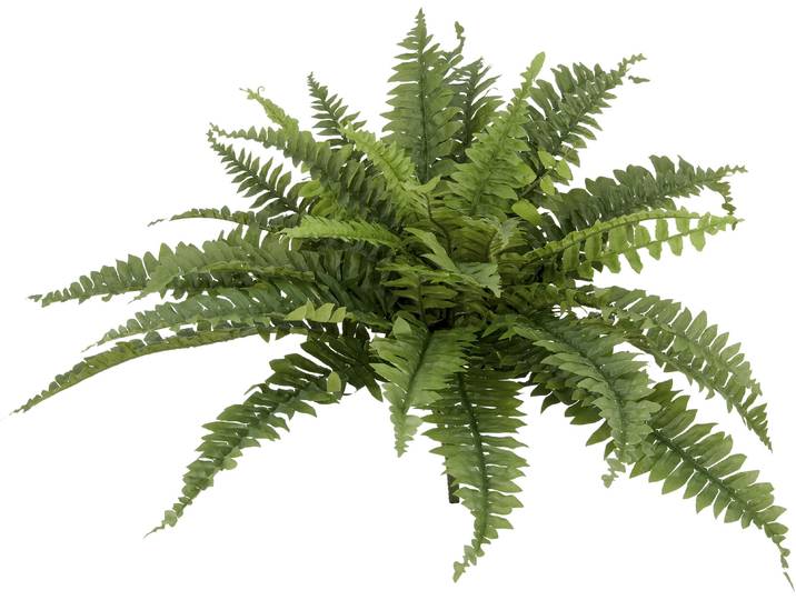 Kunstpflanze CREATIV GREEN Bostonfarn ohne Topf , grün, H:60cm Ø:70cm, Kunststoff, Kunstpflanzen, Kunstpflanze, mit zahlreichen Farnwedeln