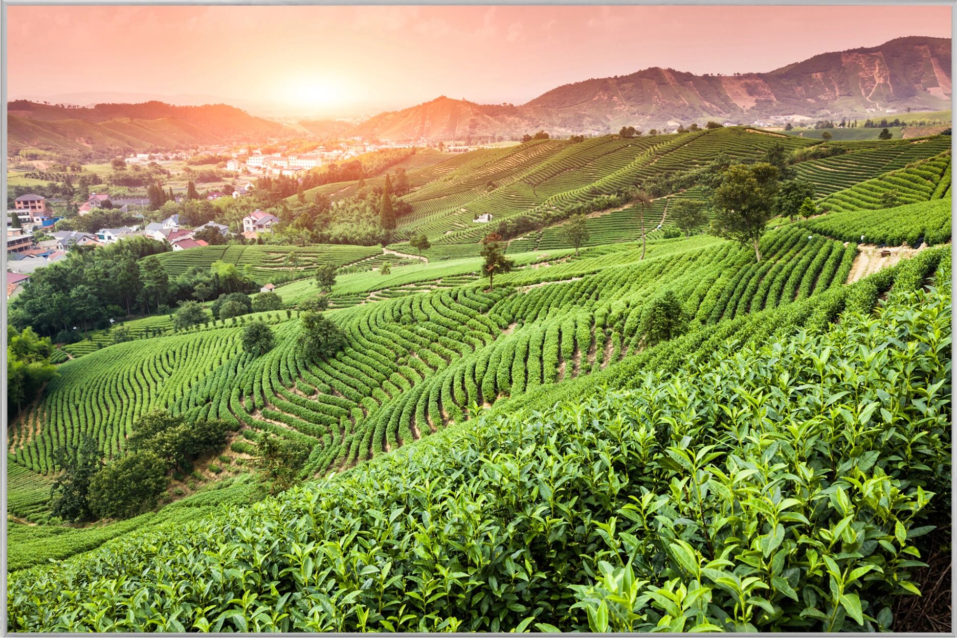 image LAND Weinberge Bei Sonnenuntergang