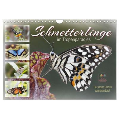 Schmetterlinge im Tropenparadies (Wandkalender 2027 DIN A4 quer), CALVENDO Monatskalender