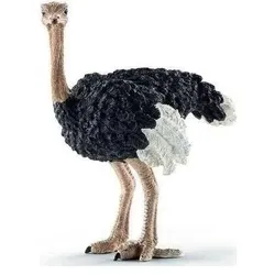 Collecta Strauss