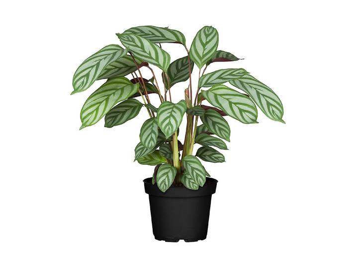 Qualité & Prix Korbmarante Calathea ⌀ 17 cm