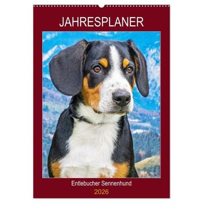 Jahresplaner Entlebucher Sennenhund (Wandkalender 2026 DIN A2 hoch), CALVENDO Monatskalender