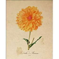POSTER Dahlia. A4 Rahmenlos
