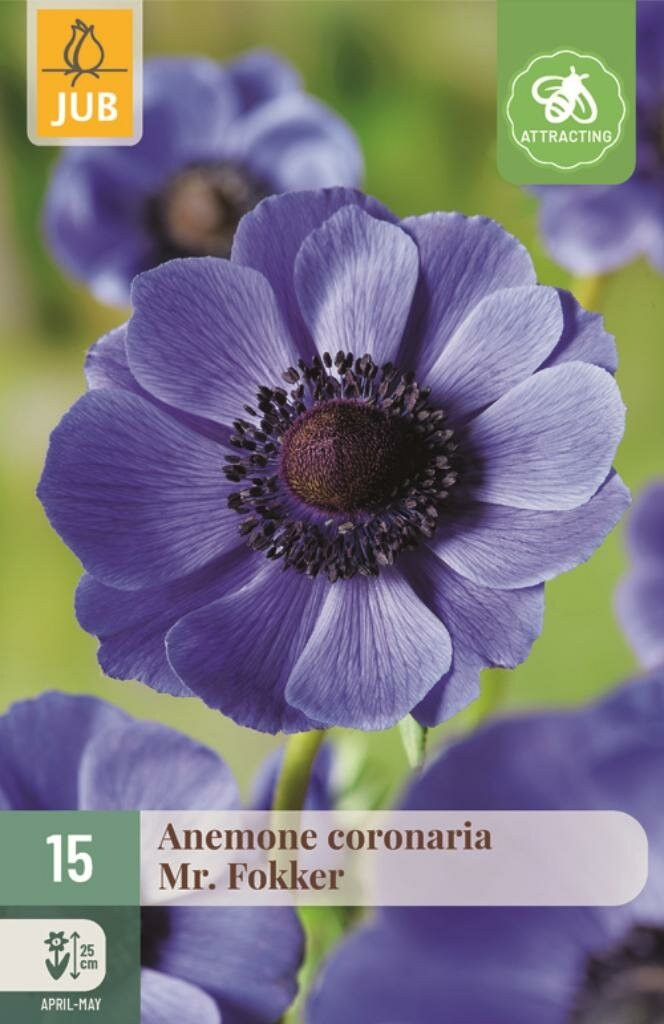 Anemoon coronaria Mr. Fokker JUB 15 bloembollen