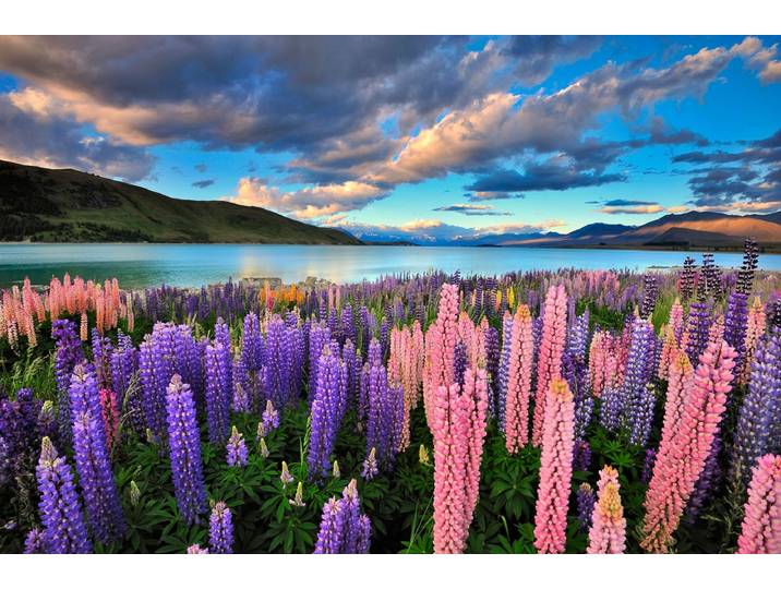 Fototapete PAPERMOON See Tekapo Lupinen , bunt, B:5m L:2,8m, Vlies, Tapeten, Fototapete