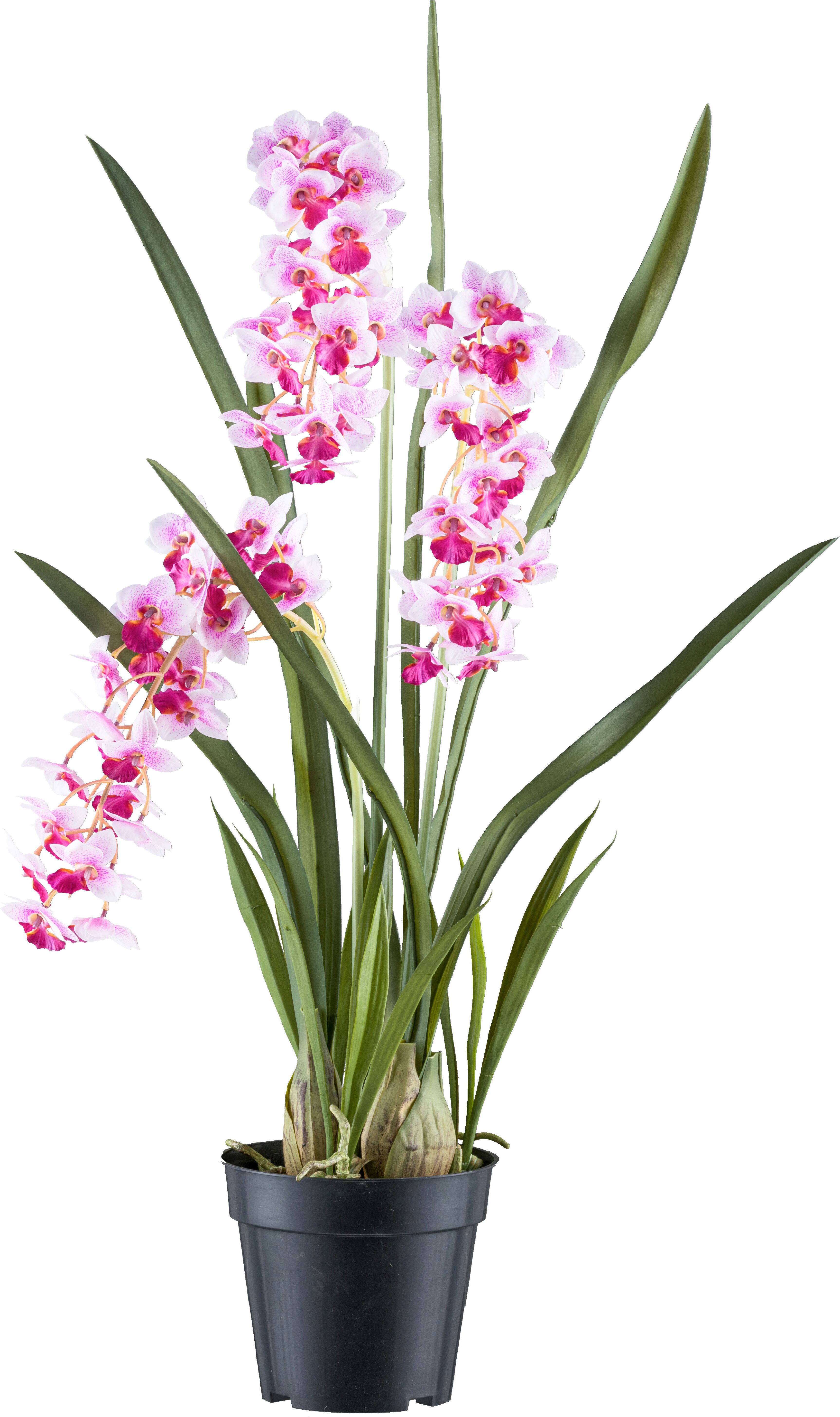 Creativ green "Orchidee Cymbidie orientalis" mit zahlreichen real-touch-Blüten