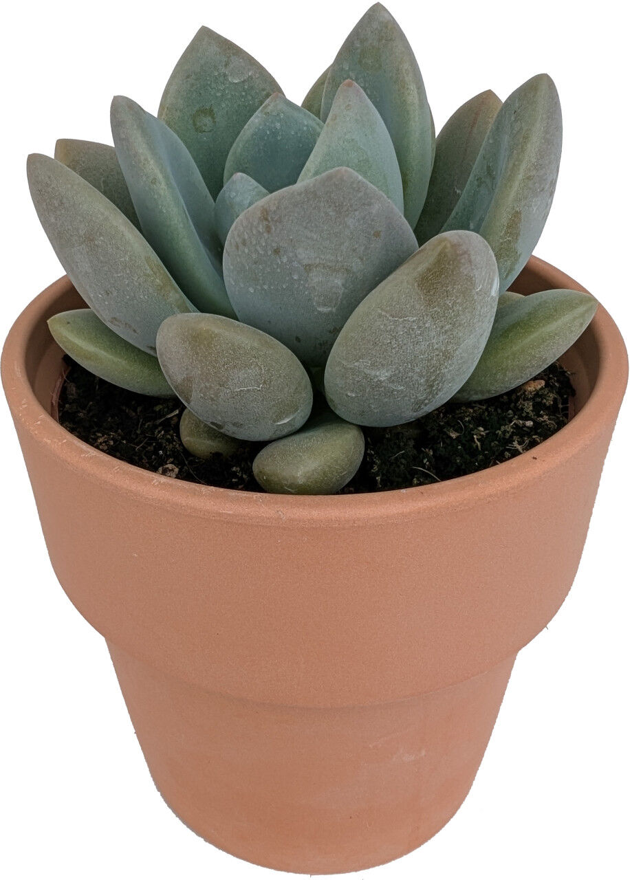 Pflanzen Cactaceae Sukkulenten 12 cm im 13 cm Topf