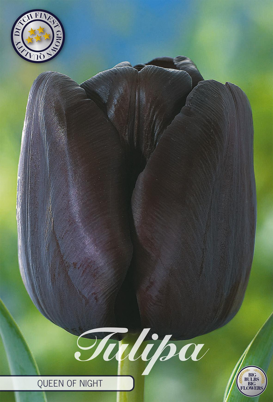 Sam van Schooten Tulpenbollen Queen of Night (7 stuks)