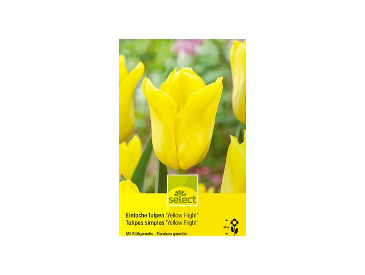 Select Blumenzwiebel Einfache Tulpen Yellow Flight ' 10 Stück'