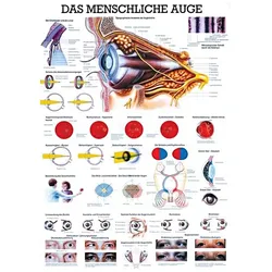 anat. Lehrtafel: Das menschliche Auge 70 x 100 cm, laminiert
