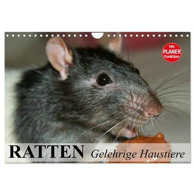Ratten. Gelehrige Haustiere (Wandkalender 2026 DIN A4 quer), CALVENDO Monatskalender