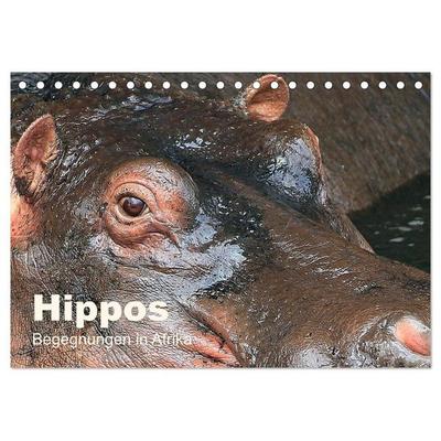Hippos - Begegnungen in Afrika (Tischkalender 2027 DIN A5 quer), CALVENDO Monatskalender